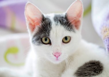 Evcil hayvan; sevimli kedi.