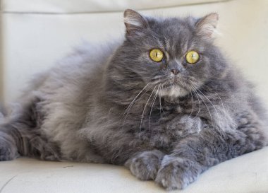 Evcil hayvan; sevimli kedi içeride. Ev kedisi. 