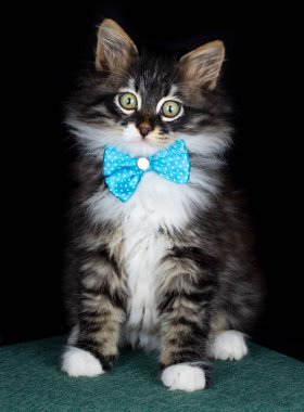 Şirin kedi, evcil hayvan.