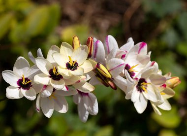 Sparaxis, White ixia, palyaço çiçeği, wandflower, corn nillies