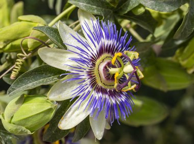 Passiflora 'yı kapatın. Tutku Çiçeği (Passiflora caerulea) yaprakları tropikal bahçede. Güzel tutku meyvesi çiçeği veya Passiflora (Passifloraceae)).