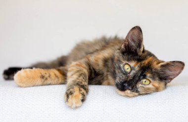 Şirin kedi, evcil hayvan..