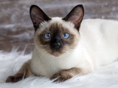 Cute kitten siamese cat indoor