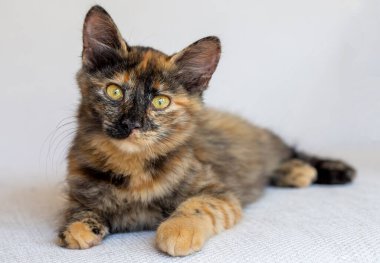 Şirin kedi, evcil hayvan..