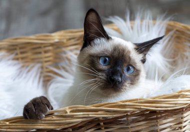 Cute kitten siamese cat indoor