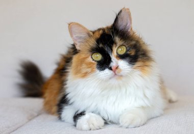 Şirin kedi, evcil hayvan..