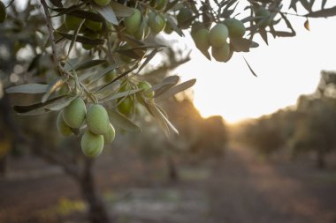 Fresh green olives on the olive tree