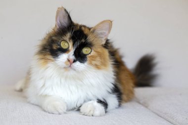 Uzun saçlı yavru kedi şirinmiş.