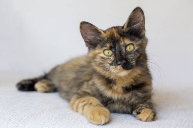 Şirin kedi yavrusu calico (kaplumbağa kabuğu kedi))