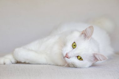 Beyaz kedi (Türk Ankara Angora kedisi)
