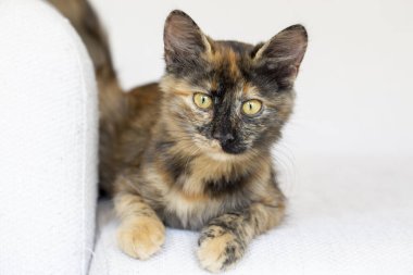 Şirin kedi yavrusu calico (kaplumbağa kabuğu kedi))