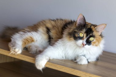 Uzun saçlı yavru kedi şirinmiş.