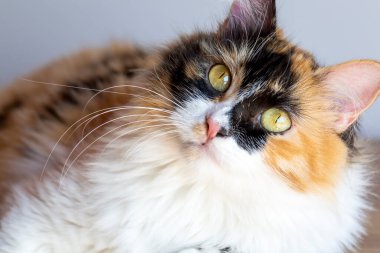 Uzun saçlı yavru kedi şirinmiş.