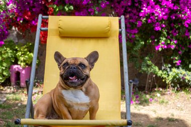 Evcil hayvan. Tatlı Fransız Bulldog 'u..