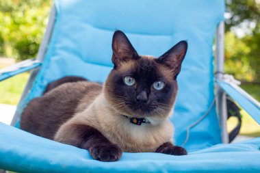 Cute kitten siamese cat indoor