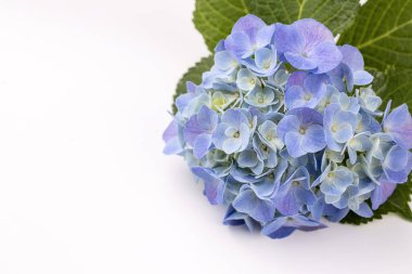 Bahçe çiçeği. Bilimsel adı: Hydrangea makrophylla