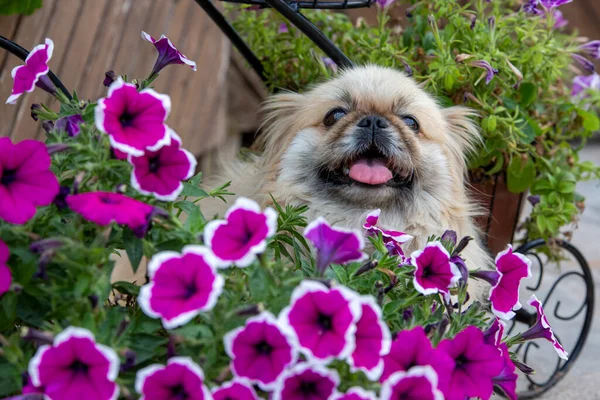 Cute pekingese dog in garden