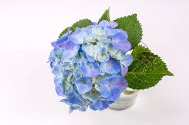 Yakın plan ortanca makrofilla çiçeği yeşil yapraklı arka plan, seçici odak.