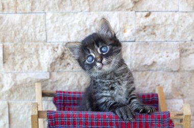 Evcil hayvan sevimli tekir kedicik.