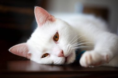 Evcil hayvan; beyaz İngiliz kısa hava kedisi