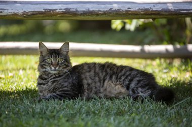 Uzun saçlı tekir kedi bahçede oturuyor..