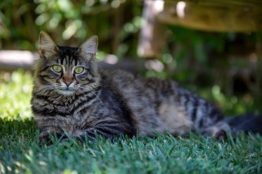 Uzun saçlı tekir kedi bahçede oturuyor..