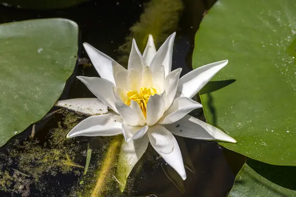 Lotus flower plant on lake. Lotus flower blooming in river