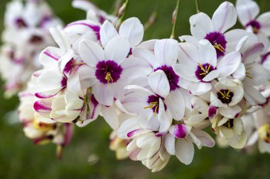 Sparaxis, White ixia, palyaço çiçeği, wandflower, corn nillies