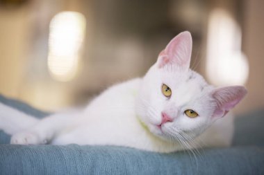 Evcil hayvan; beyaz İngiliz kısa hava kedisi