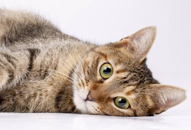Evcil hayvan; beyaz arka planda sevimli tekir kedi.