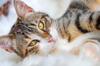 Pet animal; cute calico cat.