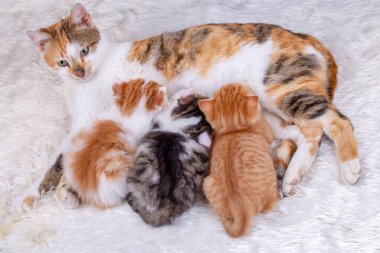 Evcil hayvan; sevimli kedi yavrusu ve anne kedi.