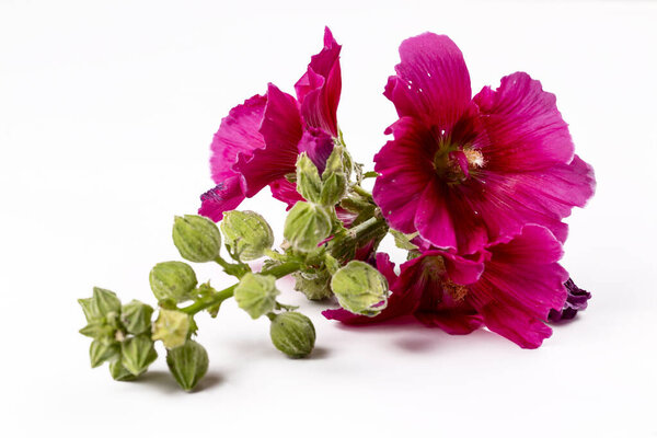 Althaea officinalis on the white background