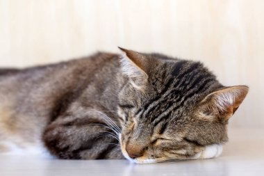 Uyuyan sevimli kedi, evcil hayvan