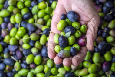 Yeşil ve siyah olgun zeytinler, bir çiftçinin kırışık ellerinde zeytinyağı elde etmek için değirmende işlenmeye hazır.