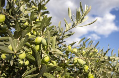 Fresh green olives on the olive tree clipart