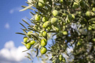 Doğada yeşil zeytin ağacı