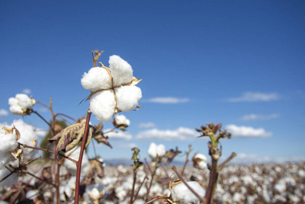 Cotton field (Turkey / Izmir). Agriculture concept photo.