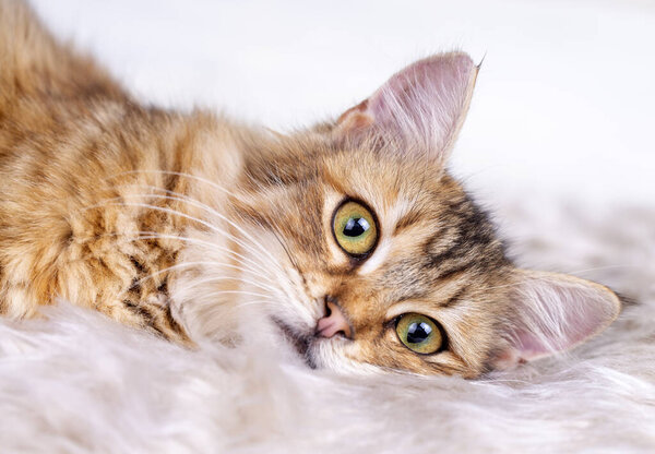 Red Long Haired Tabby Cat — Stock Photo, Image