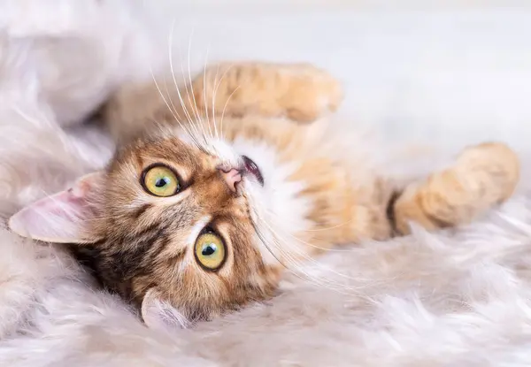 Kızıl uzun saçlı tekir kedi.