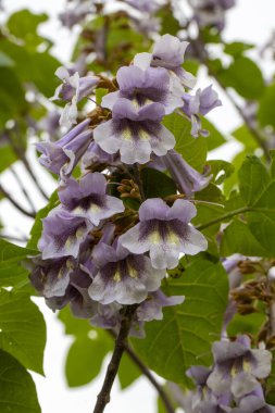 Mor çiçekli Paulownia Tomentosa ağacı