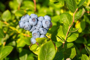 Türkiye 'nin İzmir kentinde hasat mevsiminde ağaçta bir sürü olgun meyve bulunan yabanmersini çiftliği. Yabanmersini toplama tarihi.