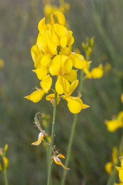 Vahşi çiçek, bilimsel isim; Spartium Junceum