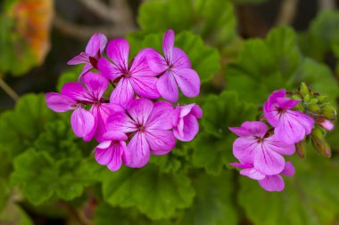 Bahçedeki pembe sardunyalar