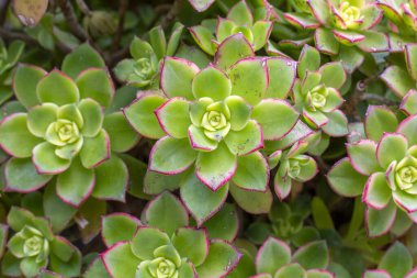 Tenceredeki sulu bitkiyi kapat.