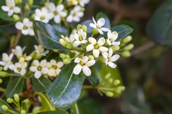 Japon pittosporum çiçekleri (Pittosporum tobira)