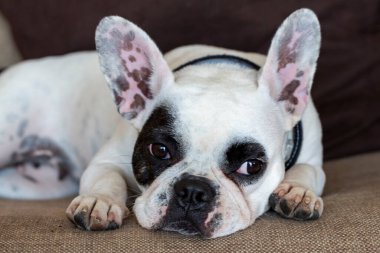 Evcil hayvan, şirin köpek. Fransız bulldog köpeği..