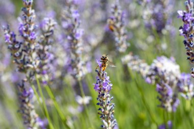 Güneş ışığı, Provence, Isparta / Türkiye 'deki lavanta tarlası