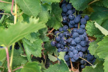 Üzüm bağları, tarım (Türkiye İzmir üzüm bağları)