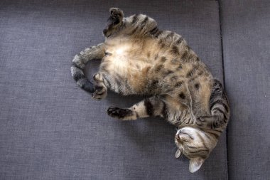 Evcil hayvan, sevimli tekir kedi.